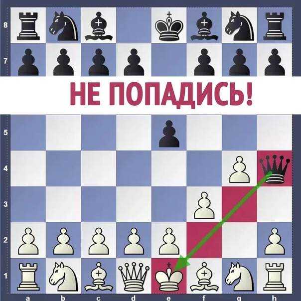 Урок тринадцатый. основные законы дебюта. ловушки. детский мат. | областная спортивная школа по шахматам а.е.карпова