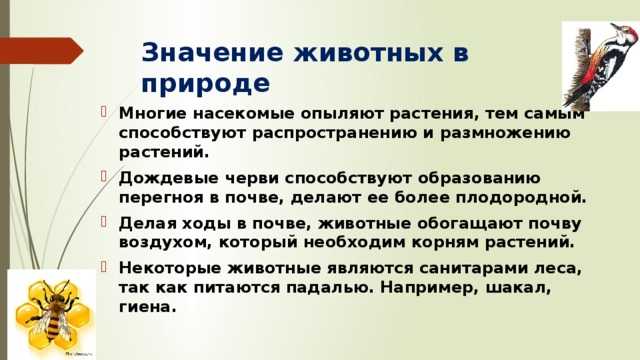Когда на земле появились животные?. мир животных
