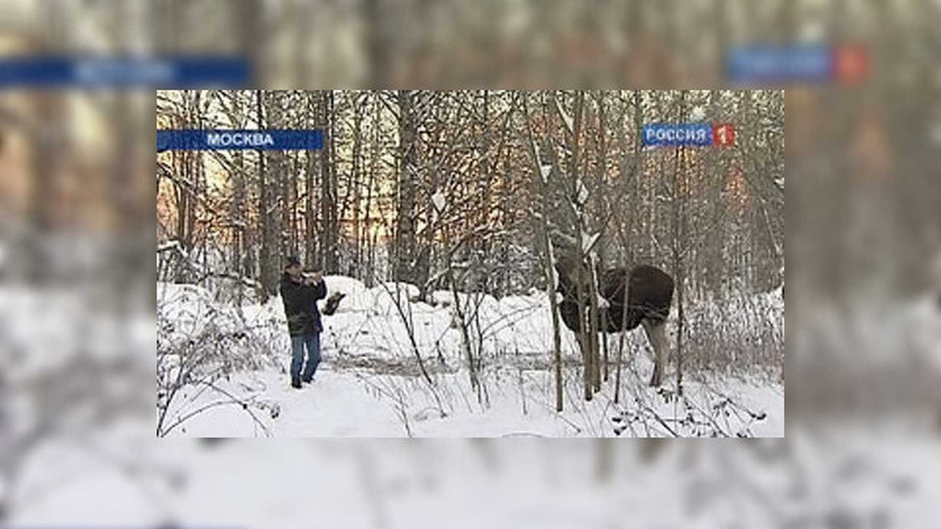 Сицилианская защита