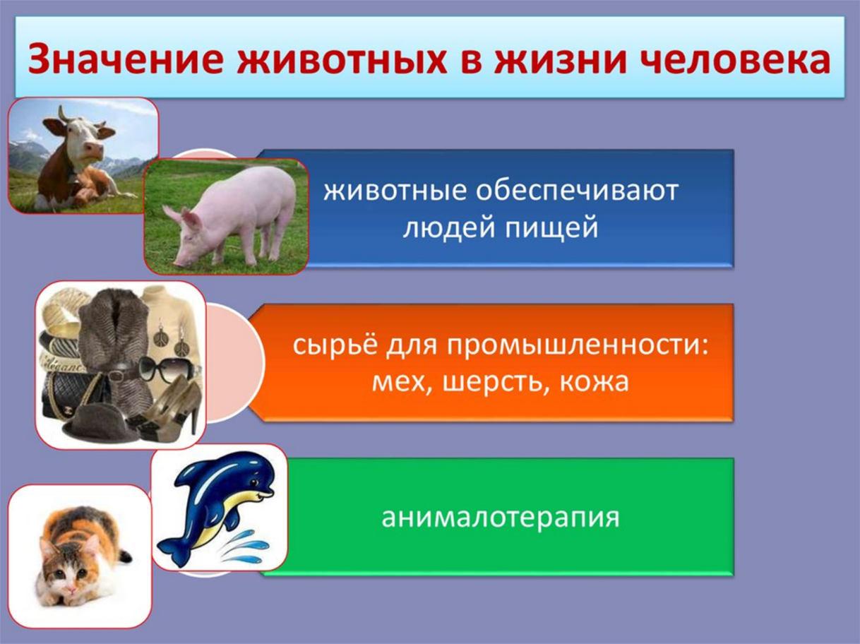 Ознакомление с миром животных в дошкольном возрасте