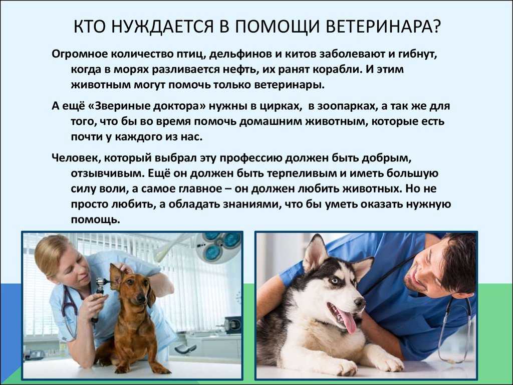 Польза ежа в домашних условиях