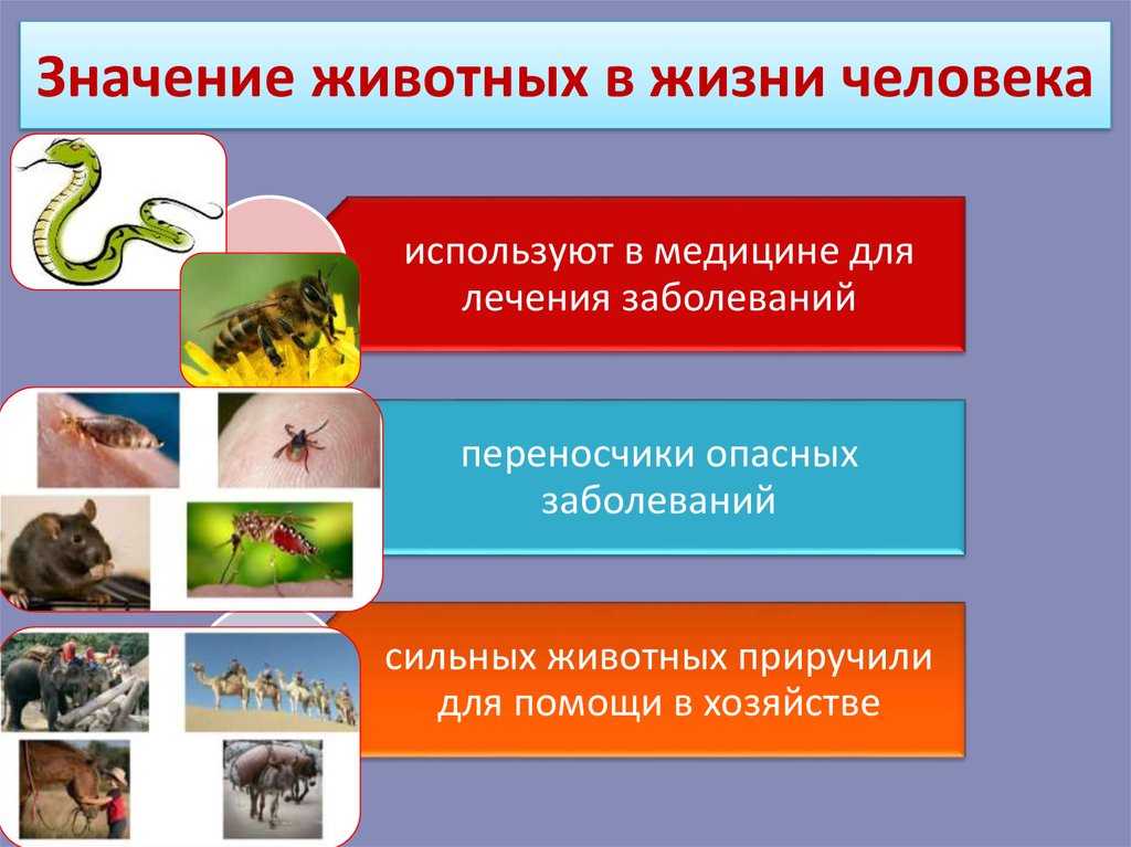 Викторина о животных: для начальной школы с ответами