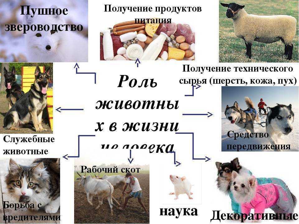 Когда на земле появились животные?
